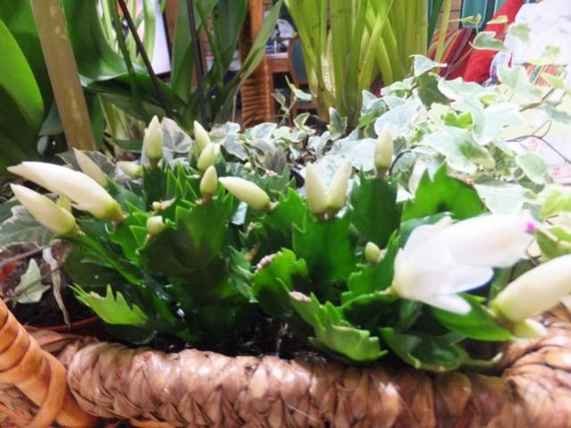 Name:  DSCF8700.jpg
Views: 442
Size:  53.0 KB
