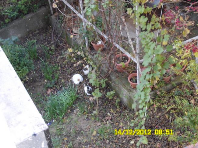 Name:  011.jpg
Views: 1177
Size:  68.7 KB