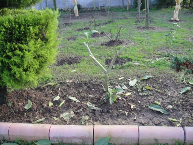 Name:  158.jpg
Views: 1288
Size:  66.6 KB