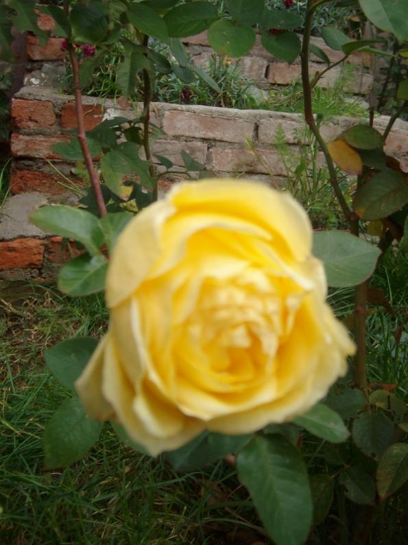 Name:  SANY9513.jpg
Views: 450
Size:  65.8 KB