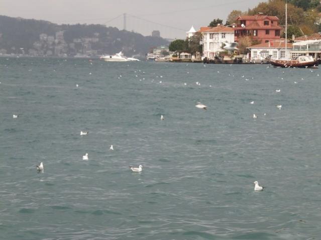 Name:  DSCF8747.jpg
Views: 443
Size:  35.2 KB