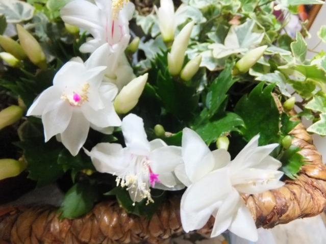 Name:  DSCF8793.jpg
Views: 432
Size:  44.7 KB