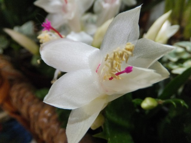 Name:  DSCF8796.jpg
Views: 423
Size:  62.5 KB