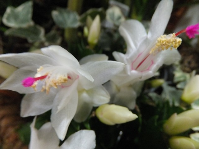 Name:  DSCF8797.jpg
Views: 400
Size:  62.5 KB