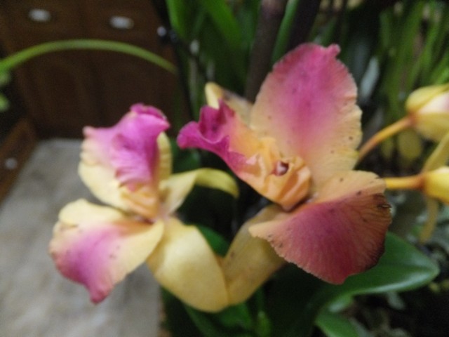 Name:  DSCF8798.jpg
Views: 417
Size:  60.2 KB