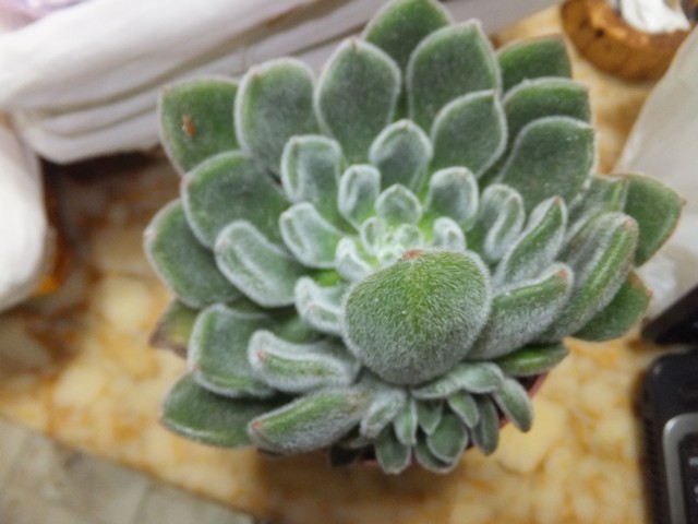 Name:  DSCF8887.jpg
Views: 550
Size:  67.3 KB