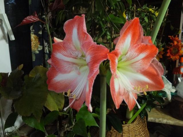 Name:  DSCF8905.jpg
Views: 421
Size:  45.5 KB