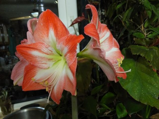 Name:  DSCF8906.jpg
Views: 435
Size:  40.5 KB