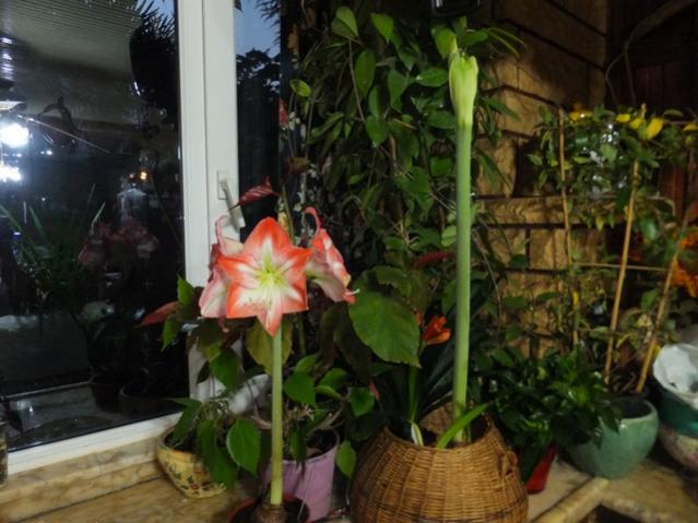 Name:  DSCF8908.jpg
Views: 408
Size:  47.7 KB