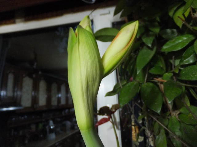 Name:  DSCF8909.jpg
Views: 431
Size:  64.4 KB