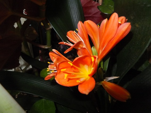 Name:  DSCF8910.jpg
Views: 392
Size:  68.7 KB