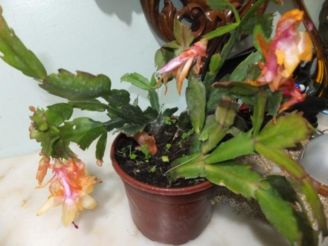 Name:  DSCF8962.jpg
Views: 614
Size:  42.6 KB