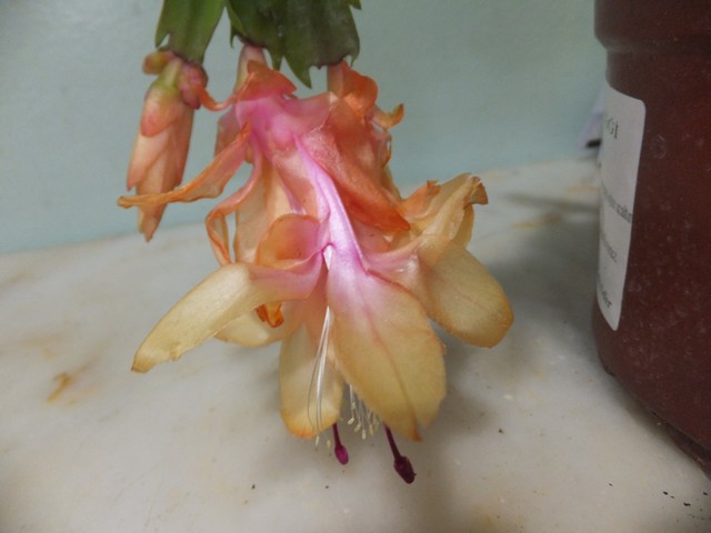 Name:  DSCF8964.jpg
Views: 551
Size:  55.0 KB