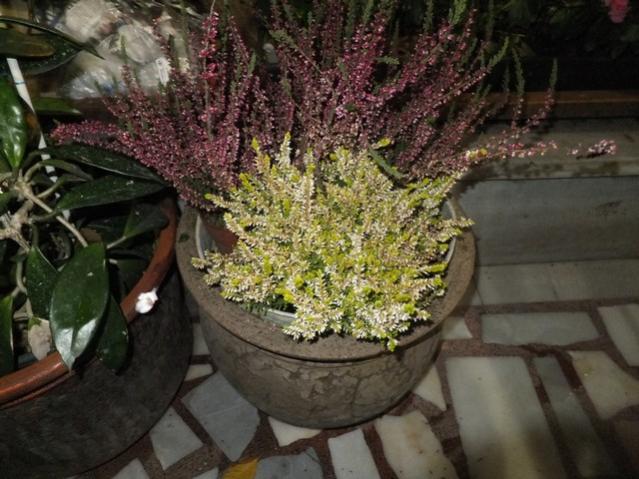 Name:  DSCF8966.jpg
Views: 974
Size:  55.2 KB