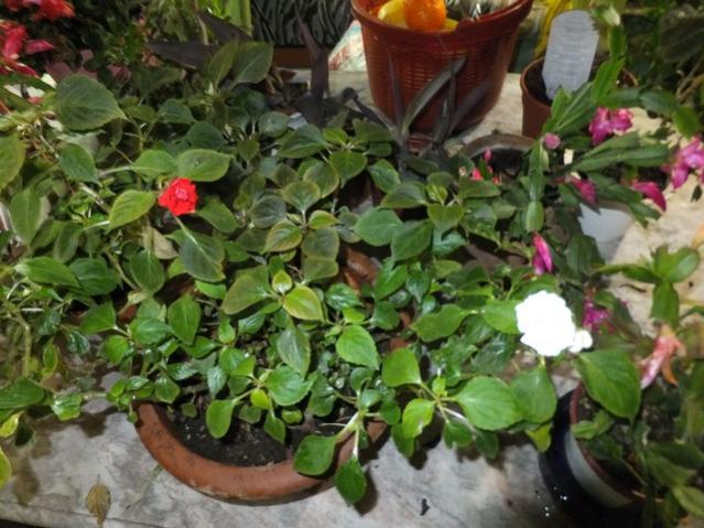 Name:  DSCF8970.jpg
Views: 837
Size:  58.1 KB