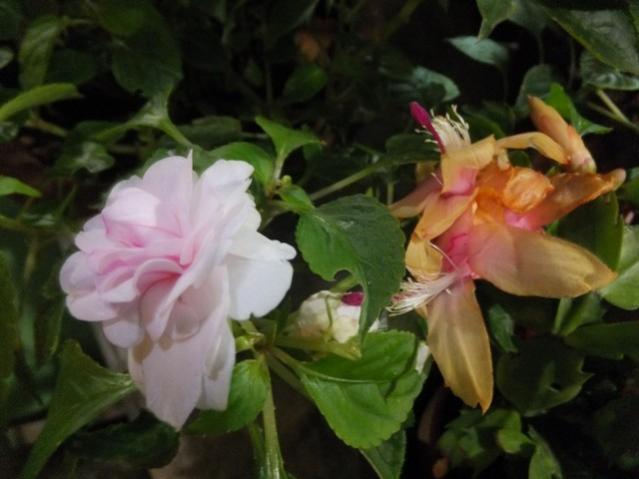 Name:  DSCF8974.jpg
Views: 487
Size:  34.9 KB