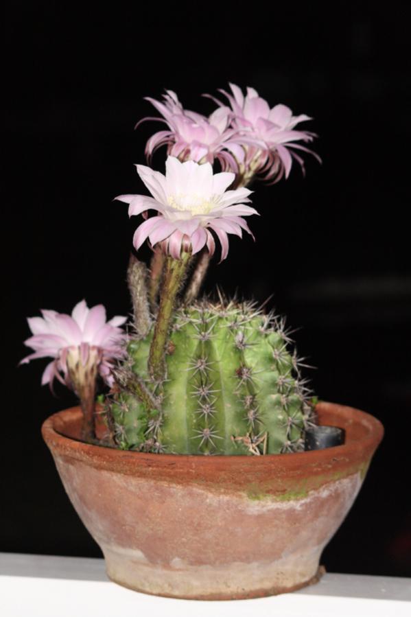 Name:  IMG_0608.jpg
Views: 933
Size:  45.6 KB
