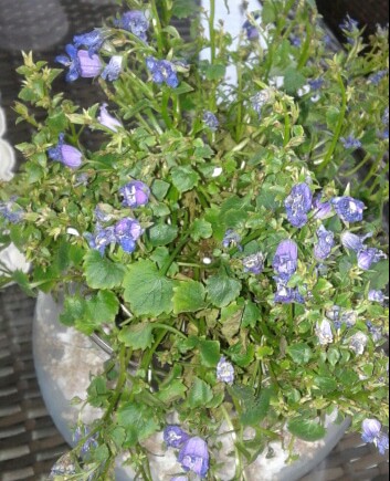 Name:  20121229_082841-2.jpg
Views: 941
Size:  68.0 KB
