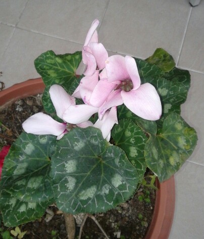 Name:  20121229_082913-1.jpg
Views: 941
Size:  51.3 KB