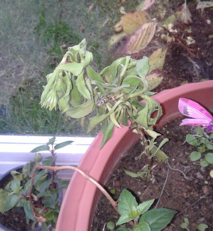Name:  20121229_082927-1.jpg
Views: 988
Size:  69.9 KB