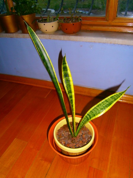 Name:  PC291014 (450 x 600).jpg
Views: 858
Size:  62.6 KB