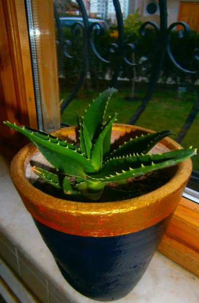 Name:  PC291012 - Kopya (400 x 610).jpg
Views: 808
Size:  61.7 KB