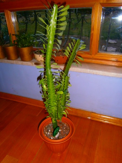 Name:  PC291023 (400 x 533).jpg
Views: 754
Size:  57.9 KB