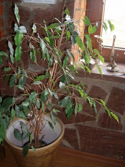 Name:  SANY9564.jpg
Views: 485
Size:  69.5 KB
