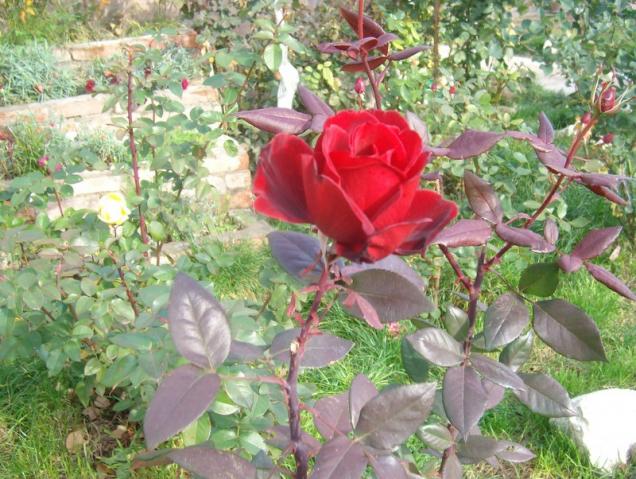 Name:  SANY9551.jpg
Views: 497
Size:  69.8 KB