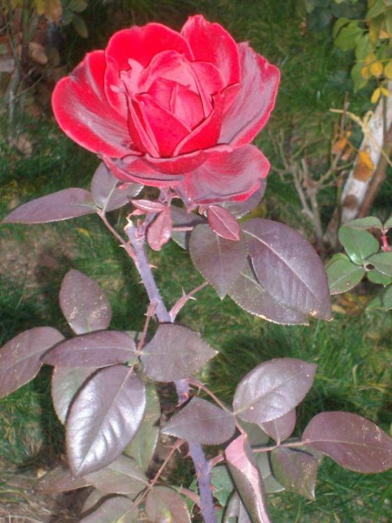 Name:  SANY9663.jpg
Views: 461
Size:  67.3 KB
