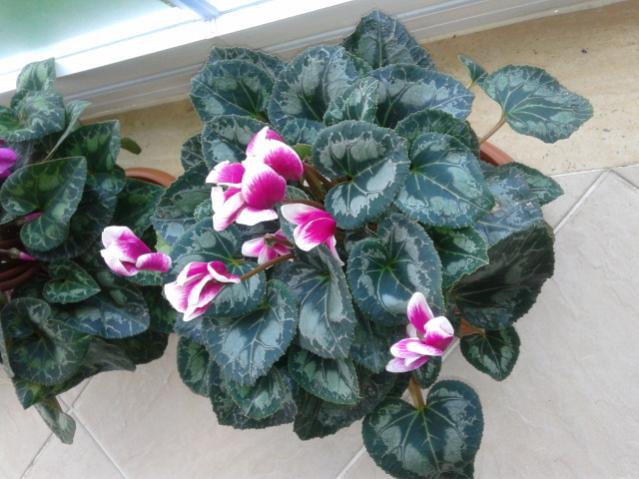 Name:  20130102_124701.jpg
Views: 912
Size:  49.4 KB