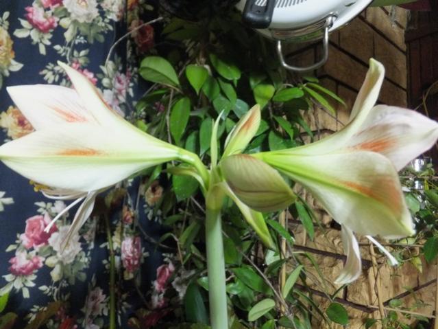 Name:  DSCF8995.jpg
Views: 339
Size:  52.1 KB
