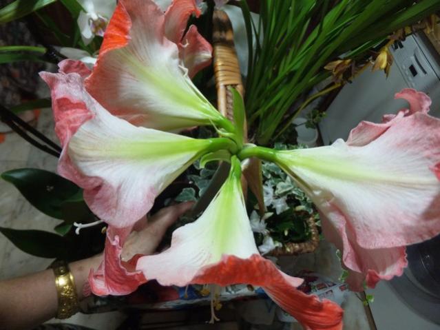 Name:  DSCF8997.jpg
Views: 332
Size:  44.4 KB