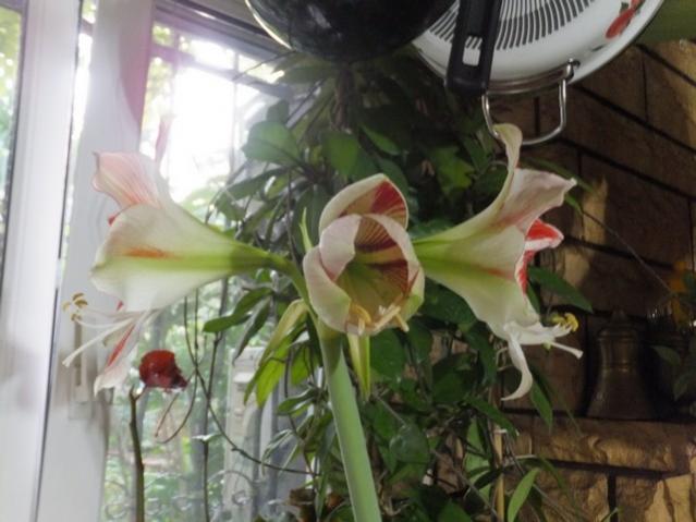 Name:  DSCF9003.jpg
Views: 345
Size:  40.8 KB