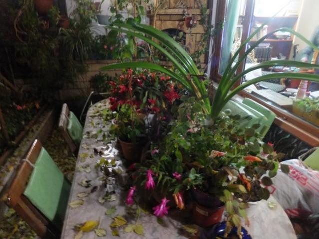 Name:  DSCF9012.jpg
Views: 319
Size:  50.5 KB