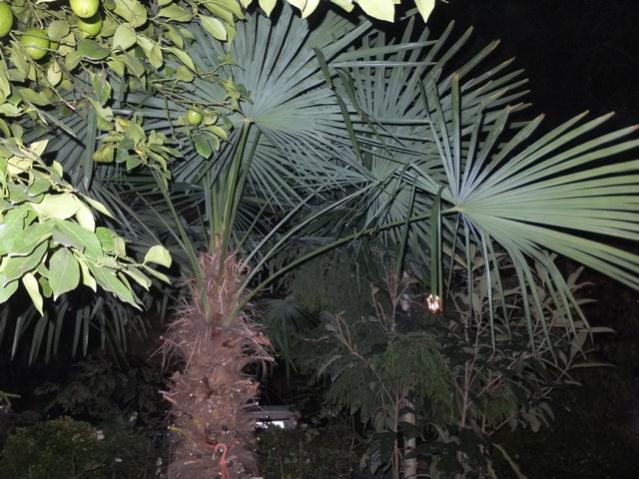 Name:  DSCF9035.jpg
Views: 308
Size:  61.5 KB