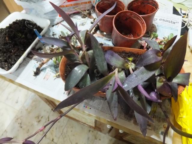 Name:  DSCF9038.jpg
Views: 317
Size:  50.4 KB
