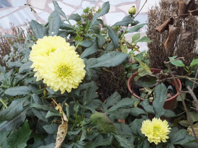 Name:  DSCF9048.jpg
Views: 335
Size:  61.2 KB