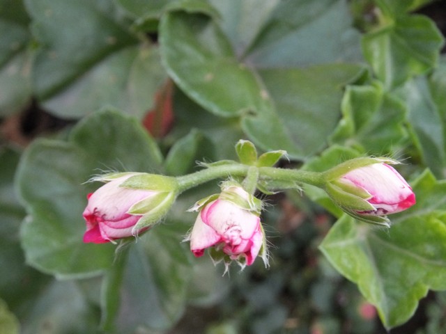 Name:  DSCF9050.jpg
Views: 322
Size:  66.1 KB