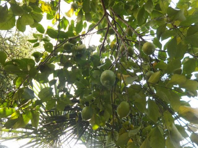 Name:  DSCF9056.jpg
Views: 303
Size:  63.5 KB