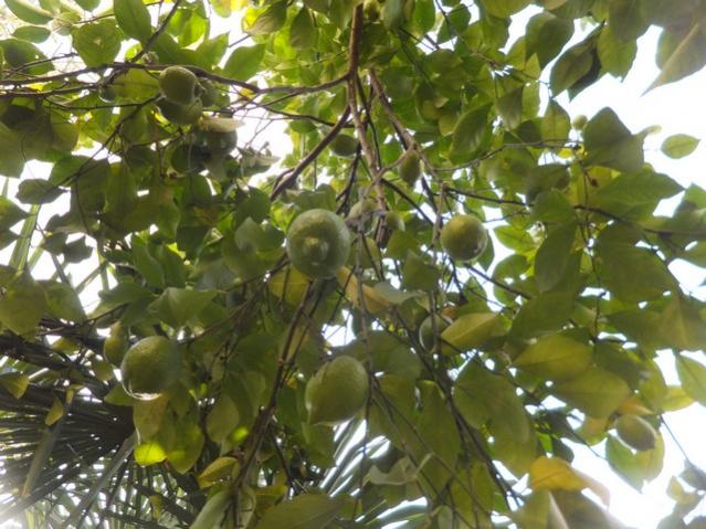 Name:  DSCF9057.jpg
Views: 309
Size:  59.1 KB