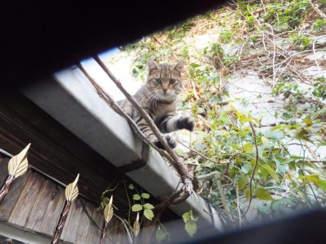 Name:  DSCF9060.jpg
Views: 333
Size:  56.7 KB