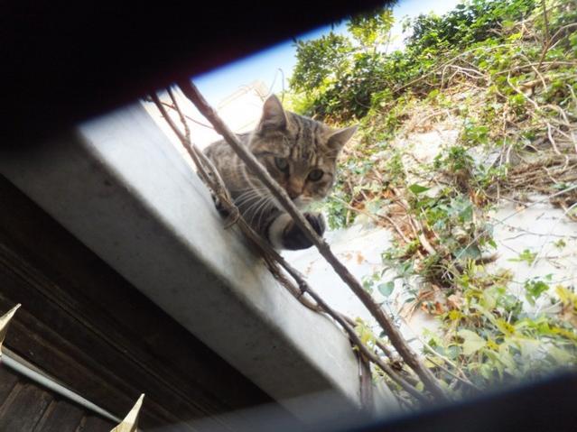 Name:  DSCF9065.jpg
Views: 296
Size:  51.5 KB