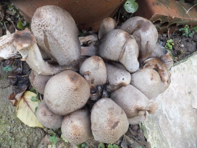 Name:  DSCF9073.jpg
Views: 302
Size:  54.6 KB