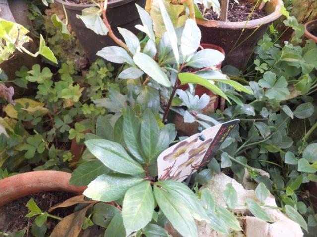 Name:  DSCF9076.jpg
Views: 291
Size:  60.3 KB