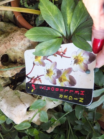 Name:  DSCF9077.jpg
Views: 291
Size:  69.6 KB