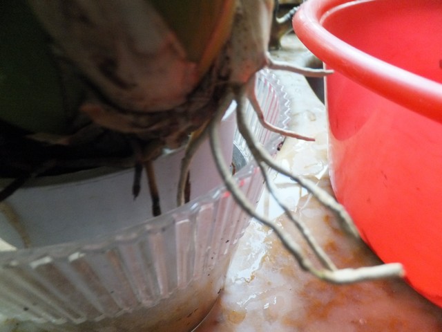 Name:  DSCF9083.jpg
Views: 299
Size:  64.6 KB