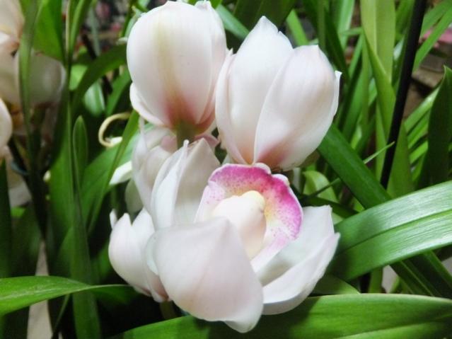 Name:  DSCF9168.jpg
Views: 295
Size:  36.3 KB