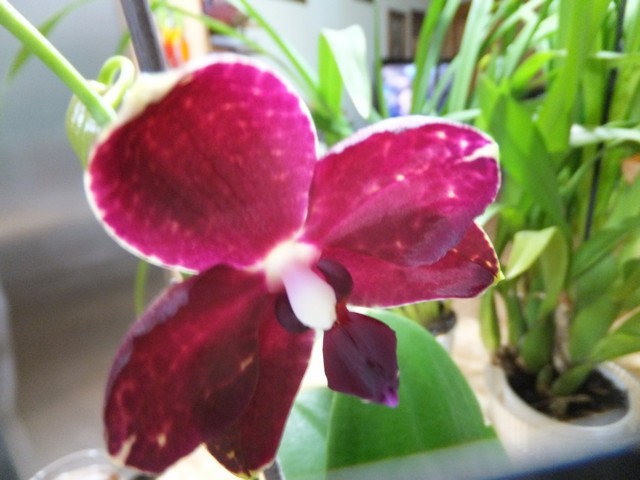 Name:  DSCF9180.jpg
Views: 295
Size:  69.2 KB