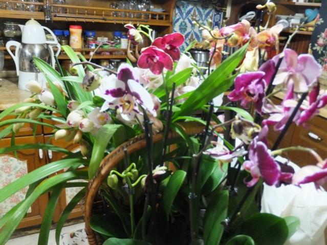 Name:  DSCF9206.jpg
Views: 283
Size:  62.0 KB